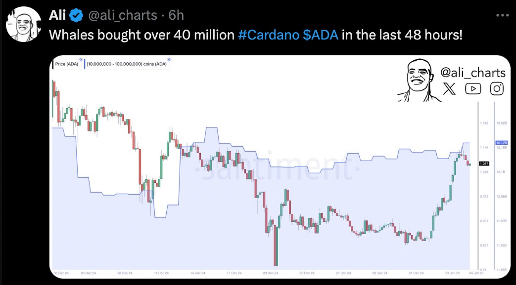 cardano whales